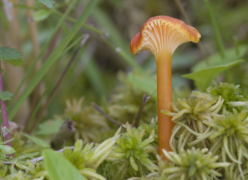 Hygrocybe cantharellus